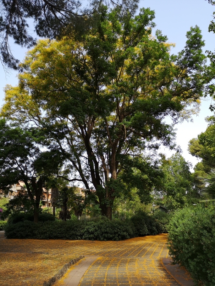 Manifestazione di interesse alla sponsorizzazione di aree a verde o attrezzate del Comune di Paternò 